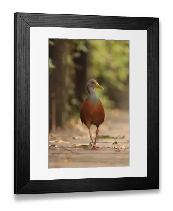 Framed Print : Grey-necked Wood-rail (Aramides cajanea) adult, walking on boardwalk, Vicente Lopez, Buenos Aires Province, Argentina, april