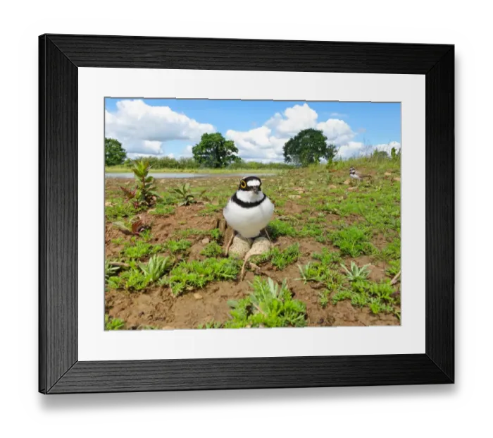 Framed Print : Little Ringed Plover (Charadrius dubius) adult pair, settling on eggs in nest, Midlands, England, june Framed Print : Little Ringed Plover (Charadrius dubius) adult pair, settling on eggs in nest, Midlands, England, june
