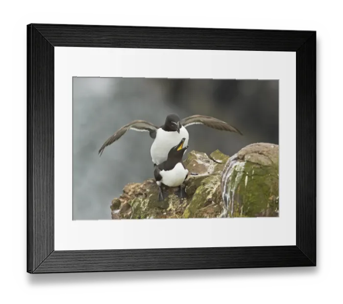 Framed Print : Razorbill (Alca torda) adult pair, mating on cliff ledge, Fowlsheugh RSPB Reserve, Kincardineshire, Grampian, Scotland Framed Print : Razorbill (Alca torda) adult pair, mating on cliff ledge, Fowlsheugh RSPB Reserve, Kincardineshire, Grampian, Scotland
