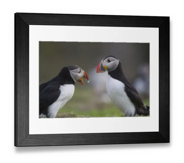 Framed Print : Atlantic Puffin (Fratercula arctica) two adults, fighting, Shetland Islands, Scotland, july Framed Print : Atlantic Puffin (Fratercula arctica) two adults, fighting, Shetland Islands, Scotland, july