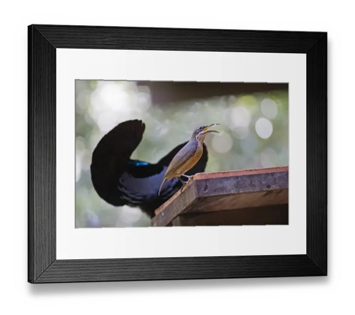 Framed Print : Victoria's Riflebird (Ptiloris victoriae) adult female, feeding at birdtable, with adult male displaying in background, Atherton Tableland, Queensland, Australia Framed Print : Victoria's Riflebird (Ptiloris victoriae) adult female, feeding at birdtable, with adult male displaying in background, Atherton Tableland, Queensland, Australia