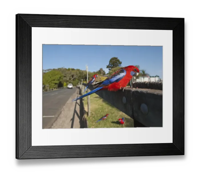 Framed Print : Crimson Rosella (Platycercus elegans) adults, perched on fence beside road, O'Reilly's, Lamington N. P. Queensland, Australia
