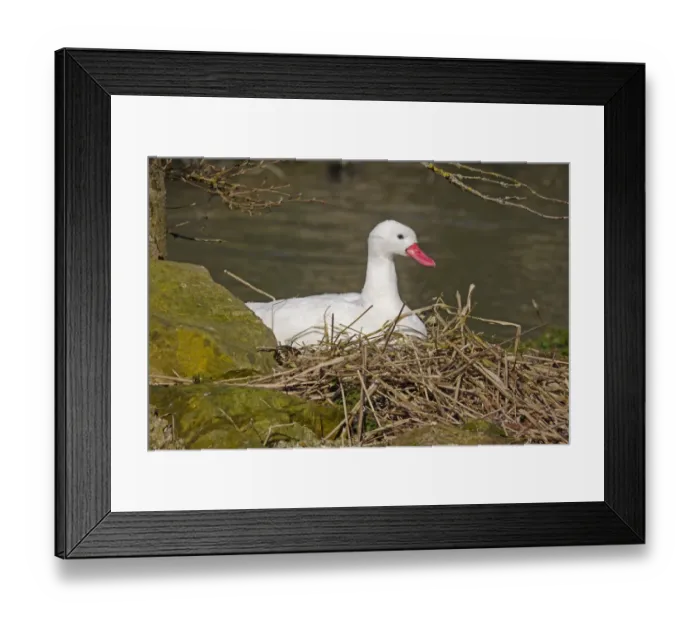 Framed Print : Coscoroba Swan (Coscoroba coscoroba) adult, sitting at nest (captive) Framed Print : Coscoroba Swan (Coscoroba coscoroba) adult, sitting at nest (captive)