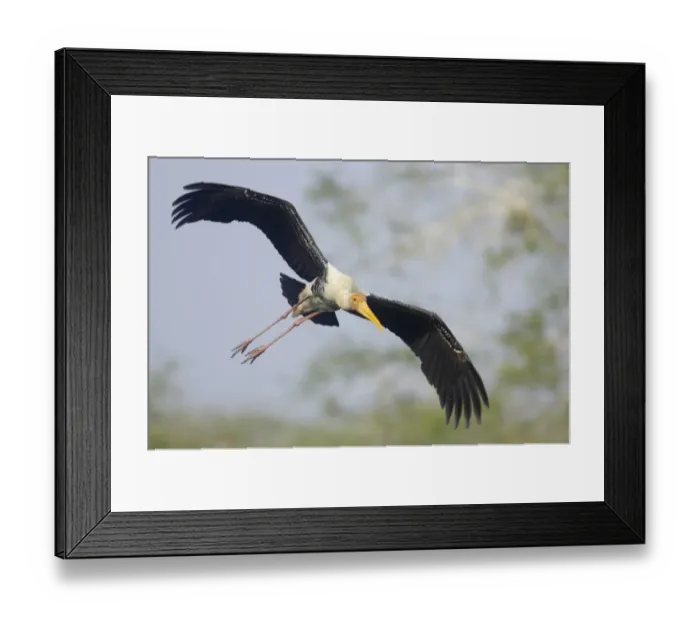 Framed Print : Painted Stork (Mycteria leucocephala) adult, in flight, Keoladeo Ghana N. P. (Bharatpur), Rajasthan, India Framed Print : Painted Stork (Mycteria leucocephala) adult, in flight, Keoladeo Ghana N. P. (Bharatpur), Rajasthan, India