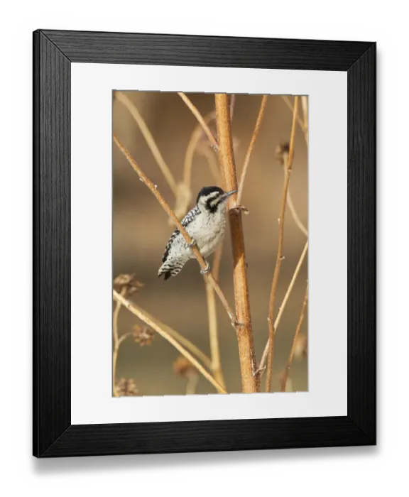 Framed Print : Downy Woodpecker (Picoides pubescens) adult female, foraging on stems, Bosque del Apache National Wildlife Refuge, New Mexico, U. S. A. december Framed Print : Downy Woodpecker (Picoides pubescens) adult female, foraging on stems, Bosque del Apache National Wildlife Refuge, New Mexico, U. S. A. december