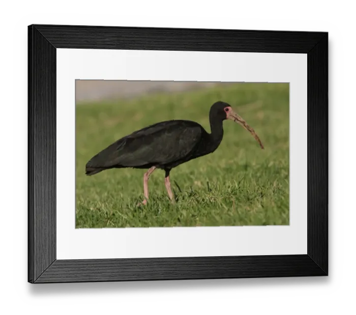 Framed Print : Bare-faced Ibis (Phimosus infuscatus) adult, with muddy beak from probing in ground, walking on grass, Vicente Lopez, Buenos Aires, Argentina, july Framed Print : Bare-faced Ibis (Phimosus infuscatus) adult, with muddy beak from probing in ground, walking on grass, Vicente Lopez, Buenos Aires, Argentina, july