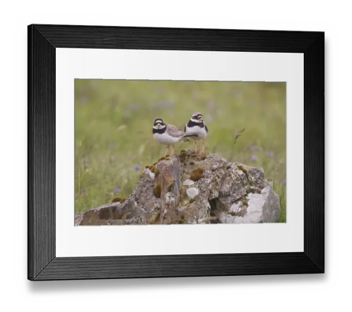 Framed Print : Ringed Plover (Charadrius hiaticula) adult pair, standing on rock, Shetland Islands, Scotland, june