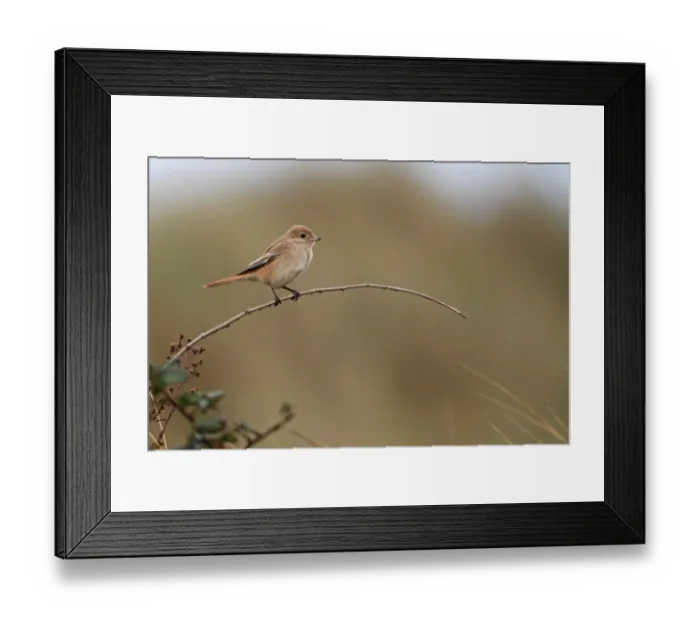 Framed Print : Isabelline Shrike (Lanius isabellinus) immature, perched on stem, Horsey, Norfolk, England, october