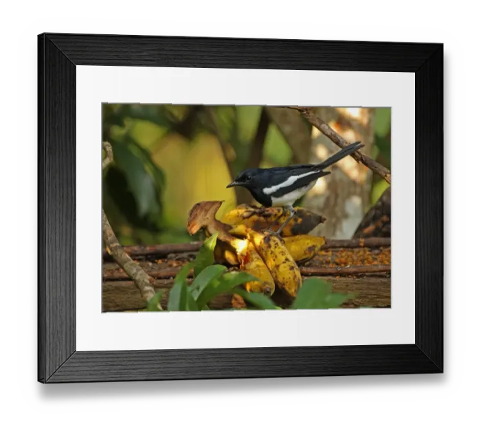Framed Print : Oriental Magpie-robin (Copsychus saularis erimelas) adult male, feeding on bananas at birdtable, Kaeng Krachan N. P. Thailand, november