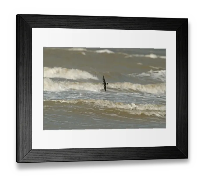 Framed Print : Leach's Petrel (Oceanodroma leucorhoa) adult, in flight over sea, Wirral Peninsula, Merseyside, England, september Framed Print : Leach's Petrel (Oceanodroma leucorhoa) adult, in flight over sea, Wirral Peninsula, Merseyside, England, september