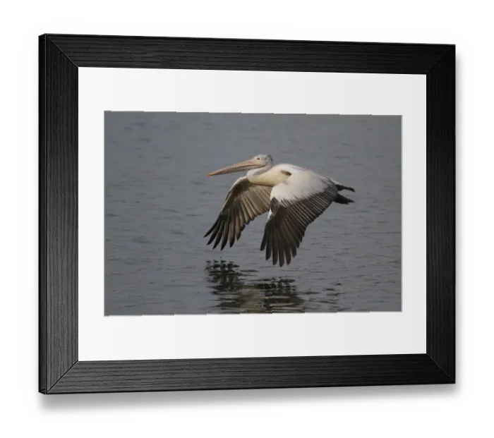 Framed Print : Spot-billed Pelican (Pelecanus philippensis) adult, in low flight over water, Sri Lanka Framed Print : Spot-billed Pelican (Pelecanus philippensis) adult, in low flight over water, Sri Lanka