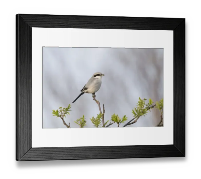 Framed Print : Great Grey Shrike (Lanius excubitor) adult, perched on twig, Kelling Heath, Norfolk, England, april