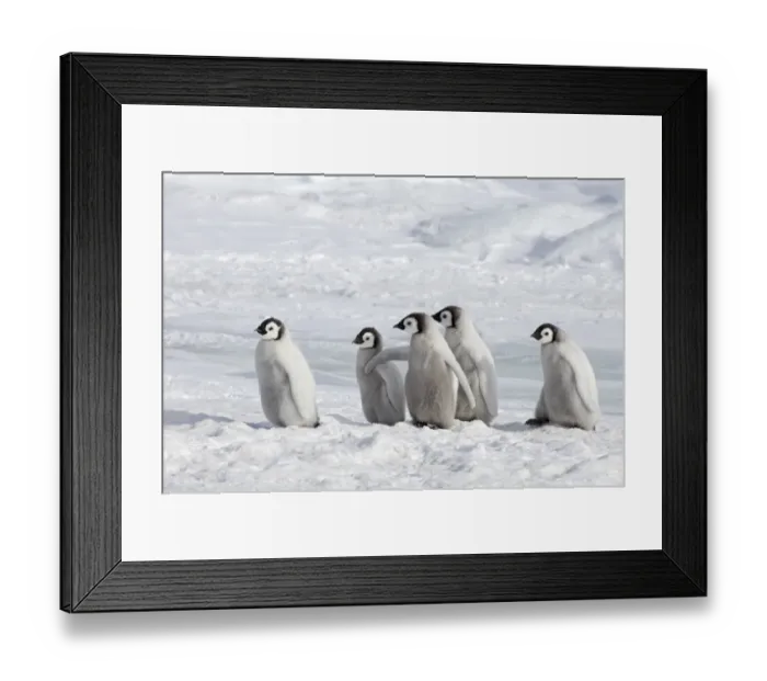 Framed Print : Emperor Penguin (Aptenodytes forsteri) five chicks, standing on ice, Snow Hill Island, Weddell Sea, Antarctica Framed Print : Emperor Penguin (Aptenodytes forsteri) five chicks, standing on ice, Snow Hill Island, Weddell Sea, Antarctica