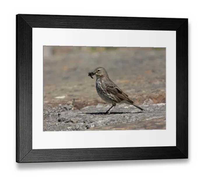 Framed Print : Rock Pipit (Anthus petrosus kelinschmidti) adult, with food in beak near nestsite, Mainland, Orkney, Scotland, may Framed Print : Rock Pipit (Anthus petrosus kelinschmidti) adult, with food in beak near nestsite, Mainland, Orkney, Scotland, may