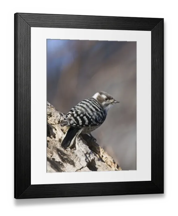 Framed Print : Japanese Pygmy Woodpecker (Dendrocopos kizuki nippon) adult, clinging to rotting tree trunk with holes, Hokkaido, Japan, winter Framed Print : Japanese Pygmy Woodpecker (Dendrocopos kizuki nippon) adult, clinging to rotting tree trunk with holes, Hokkaido, Japan, winter