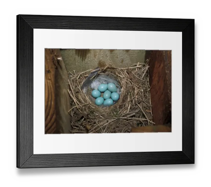 Framed Print : Redstart (Phoenicurus phoenicurus) Eggs Framed Print : Redstart (Phoenicurus phoenicurus) Eggs