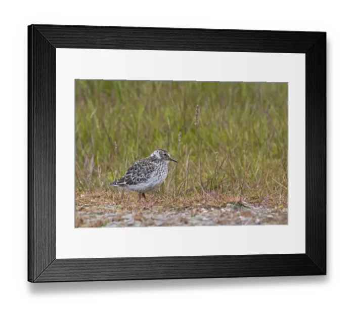 Framed Print : Purple Sandpiper (Calidris maritima) juvenile, standing, Spitzbergen, Svalbard, july Framed Print : Purple Sandpiper (Calidris maritima) juvenile, standing, Spitzbergen, Svalbard, july