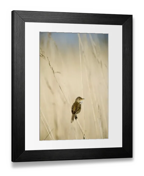 Framed Print : Eurasian Reed-warbler (Acrocephalus scirpaceus) adult, singing, perched on reed stem in reedbed, The Broads, Norfolk, England, may Framed Print : Eurasian Reed-warbler (Acrocephalus scirpaceus) adult, singing, perched on reed stem in reedbed, The Broads, Norfolk, England, may