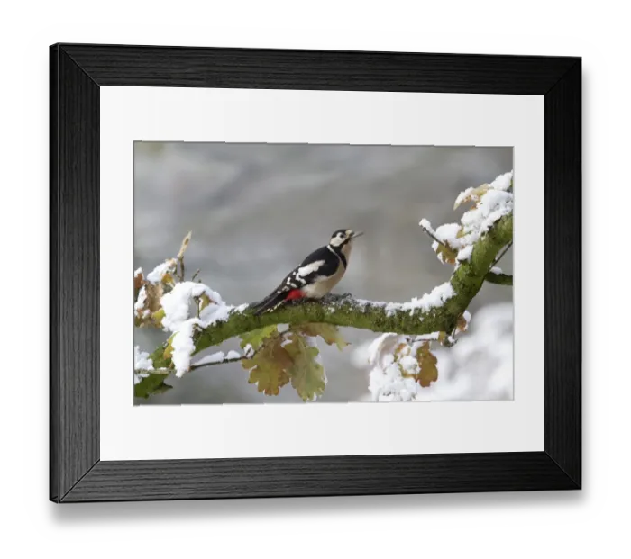 Framed Print : Greater Spotted Woodpecker (Dendrocopus major) adult male, perched on snow covered Oak (Quercus sp. ) branch, Shropshire, England, november Framed Print : Greater Spotted Woodpecker (Dendrocopus major) adult male, perched on snow covered Oak (Quercus sp. ) branch, Shropshire, England, november