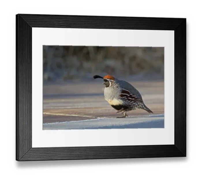 Framed Print : Gambels Quail (Callipepla gambelii) adult male, walking on frost covered ground Framed Print : Gambels Quail (Callipepla gambelii) adult male, walking on frost covered ground