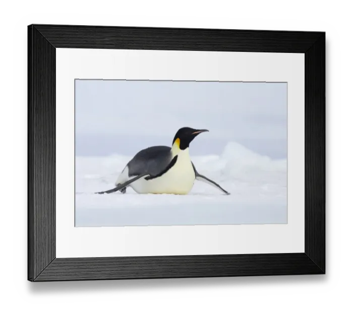 Framed Print : Emperor Penguin (Aptenodytes forsteri) adult, tobogganing across snow, Snow Hill Island, Weddell Sea, Antarctica Framed Print : Emperor Penguin (Aptenodytes forsteri) adult, tobogganing across snow, Snow Hill Island, Weddell Sea, Antarctica