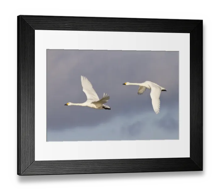 Framed Print : Bewick's Swan (Cygnus bewickii) adult pair, in flight, Slimbridge, Gloucestershire, England, january Framed Print : Bewick's Swan (Cygnus bewickii) adult pair, in flight, Slimbridge, Gloucestershire, England, january