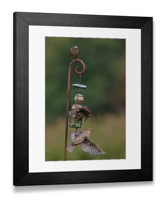Framed Print : Common Starling (Sturnus vulgaris) three immatures, feeding and squabbling at fat feeder, Norfolk, England, august
