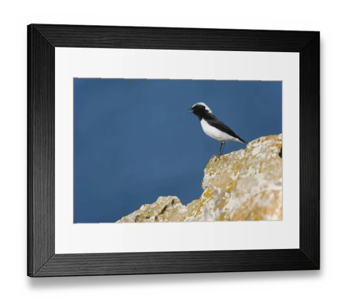 Framed Print : Pied Wheatear (Oenanthe pleschanka) adult male, calling, standing on rock, Bulgaria