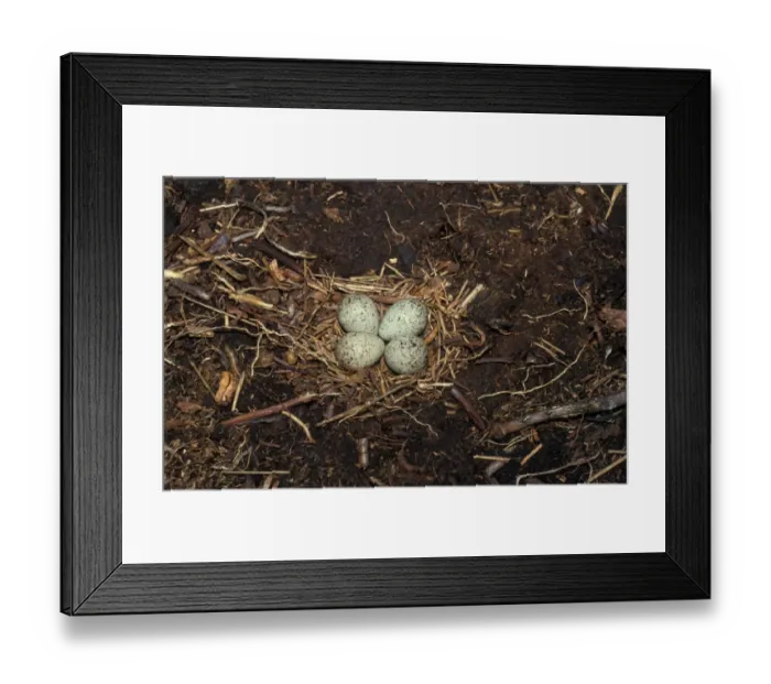 Framed Print : Plover Little-ringed (Charadrius dubius) Eggs in nest Framed Print : Plover Little-ringed (Charadrius dubius) Eggs in nest