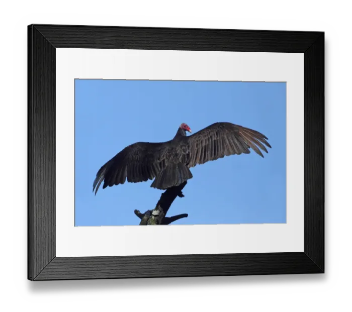 Framed Print : Turkey Vulture (Cathartes aura) adult, sunbathing, perched on branch, Costa Rica, february Framed Print : Turkey Vulture (Cathartes aura) adult, sunbathing, perched on branch, Costa Rica, february