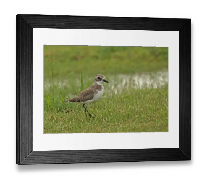 Framed Print : Greater Sand Plover (Charadrius leschenaultii) adult, winter plumage, walking in wet grassland, Sri Lanka, december Framed Print : Greater Sand Plover (Charadrius leschenaultii) adult, winter plumage, walking in wet grassland, Sri Lanka, december