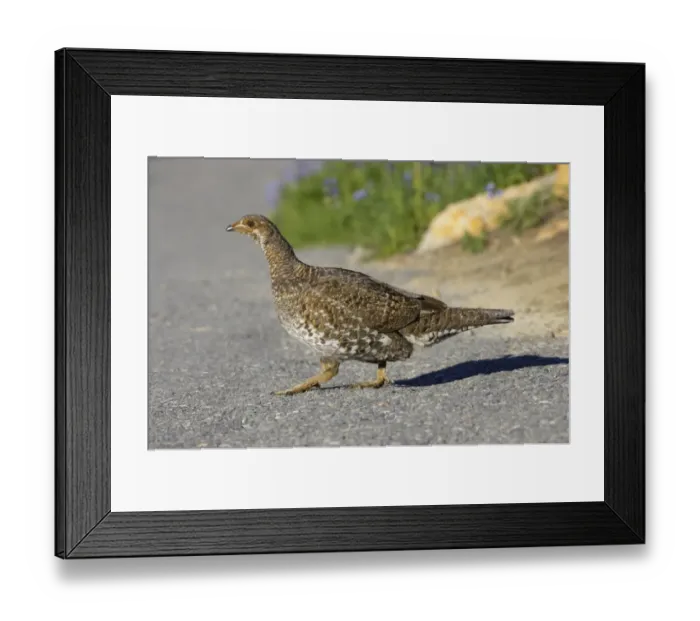 Framed Print : White-tailed Ptarmigan (Lagopus leucurus) adult female, walking across trail, Mount Rainier N. P. Washington State, U. S. A Framed Print : White-tailed Ptarmigan (Lagopus leucurus) adult female, walking across trail, Mount Rainier N. P. Washington State, U. S. A