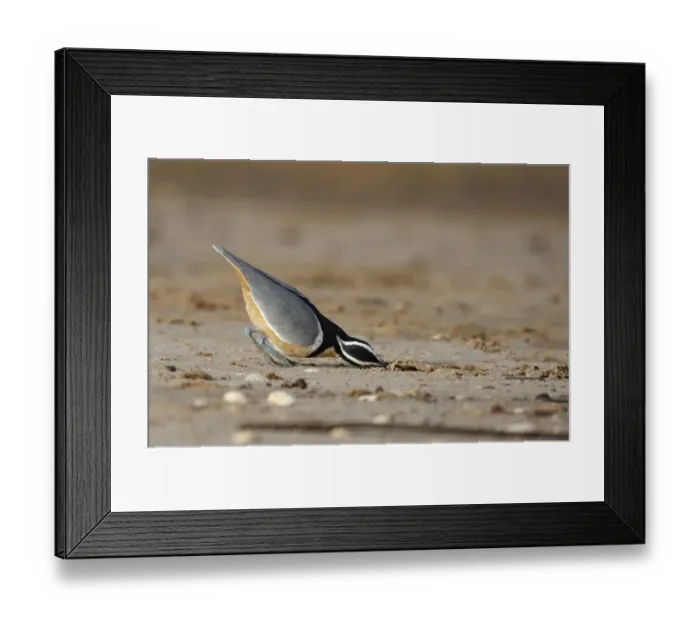 Framed Print : Egyptian Plover (Pluvianus aegyptius) adult, feeding on sandy bank, near Kaolack, Senegal, october Framed Print : Egyptian Plover (Pluvianus aegyptius) adult, feeding on sandy bank, near Kaolack, Senegal, october
