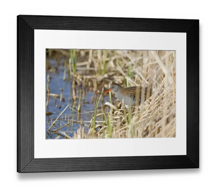 Framed Print : Water Rail (Rallus aquaticus) adult, standing at edge of reedbed, Minsmere RSPB Reserve, Suffolk, England, march