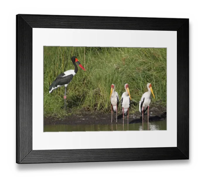Framed Print : Saddle-billed Stork (Ephippiorhynchus senegalensis) adult female, standing with Yellow-billed Storks (Mycteria ibis) at edge of water, Okavango Delta, Botswana Framed Print : Saddle-billed Stork (Ephippiorhynchus senegalensis) adult female, standing with Yellow-billed Storks (Mycteria ibis) at edge of water, Okavango Delta, Botswana