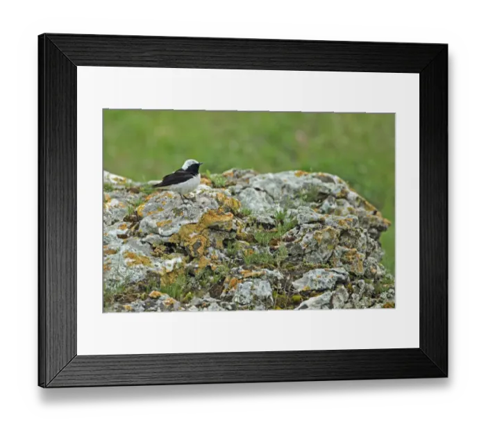 Framed Print : Pied Wheatear (Oenanthe pleschanka) adult male, perched on rock, Tulcea, Danube Delta, Dobrogea, Romania, may