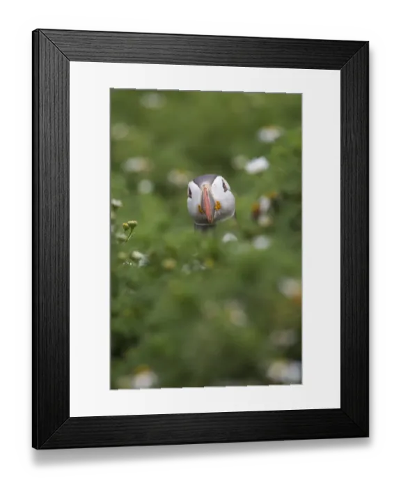 Framed Print : Atlantic Puffin (Fratercula arctica) adult, looking over vegetation, Shetland Islands, Scotland, july Framed Print : Atlantic Puffin (Fratercula arctica) adult, looking over vegetation, Shetland Islands, Scotland, july