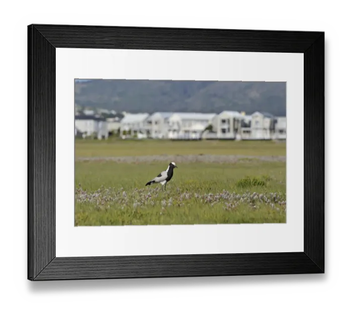 Framed Print : Blacksmith Plover (Vanellus armatus) adult, standing in habitat with buildings in background, Port Elizabeth, Eastern Cape, South Africa Framed Print : Blacksmith Plover (Vanellus armatus) adult, standing in habitat with buildings in background, Port Elizabeth, Eastern Cape, South Africa