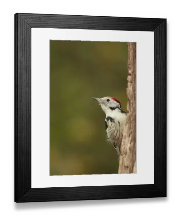 Framed Print : Middle Spotted Woodpecker (Dendrocopos medius) adult, climbing up tree trunk, Hungary Framed Print : Middle Spotted Woodpecker (Dendrocopos medius) adult, climbing up tree trunk, Hungary