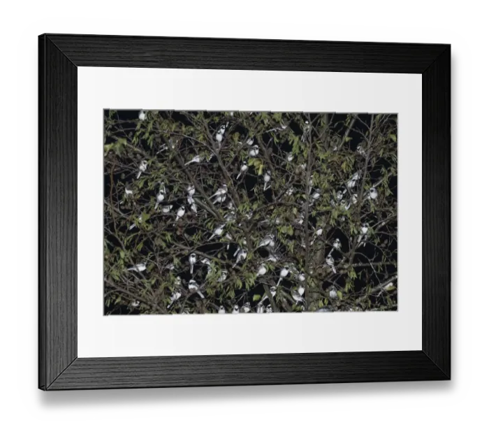 Framed Print : Pied Wagtail (Motacilla alba yarrellii) flock, roosting in tree at night, in urban shopping centre, Kent, England, december Framed Print : Pied Wagtail (Motacilla alba yarrellii) flock, roosting in tree at night, in urban shopping centre, Kent, England, december
