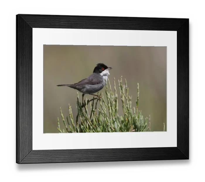 Framed Print : Sardinian Warbler (Sylvia melanocephala) adult male, singing, perched at top of bush, Ria Formosa N. P. Algarve, Portugal, april Framed Print : Sardinian Warbler (Sylvia melanocephala) adult male, singing, perched at top of bush, Ria Formosa N. P. Algarve, Portugal, april
