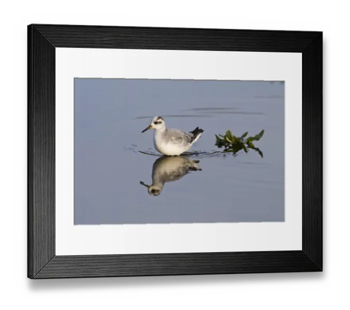 Framed Print : Grey Phalarope (Phalaropus fulicarius) immature, first winter plumage, wading in water, Waxham, North Norfolk, England, january Framed Print : Grey Phalarope (Phalaropus fulicarius) immature, first winter plumage, wading in water, Waxham, North Norfolk, England, january