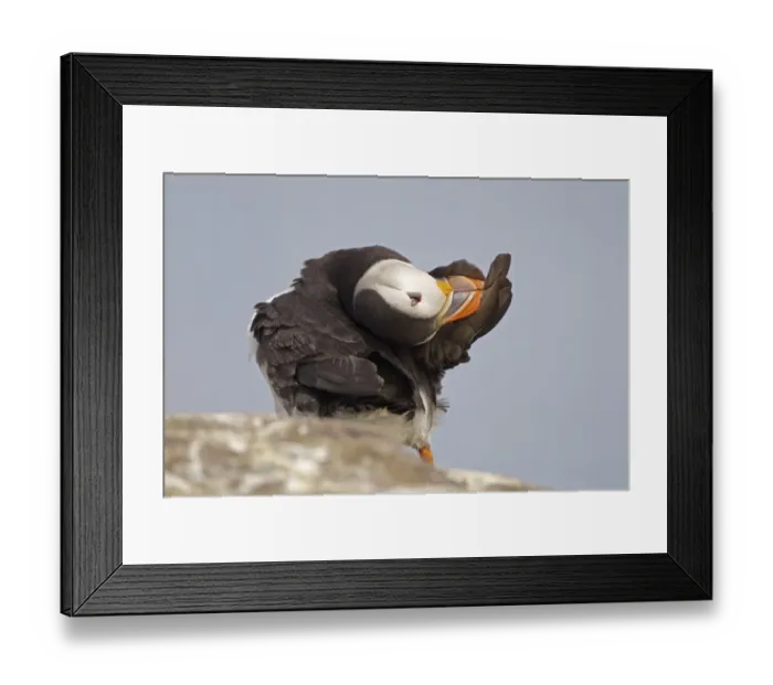 Framed Print : Atlantic Puffin (Fratercula arctica) adult, preening wing feathers, standing on rock, Inner Farne, Farne Islands, Northumberland, England, june Framed Print : Atlantic Puffin (Fratercula arctica) adult, preening wing feathers, standing on rock, Inner Farne, Farne Islands, Northumberland, England, june
