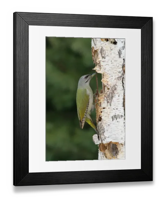 Framed Print : Grey-headed Woodpecker (Picus canus) adult female, foraging on birch stump, Bialowieza Primeval Forest, Northeast Poland, february Framed Print : Grey-headed Woodpecker (Picus canus) adult female, foraging on birch stump, Bialowieza Primeval Forest, Northeast Poland, february