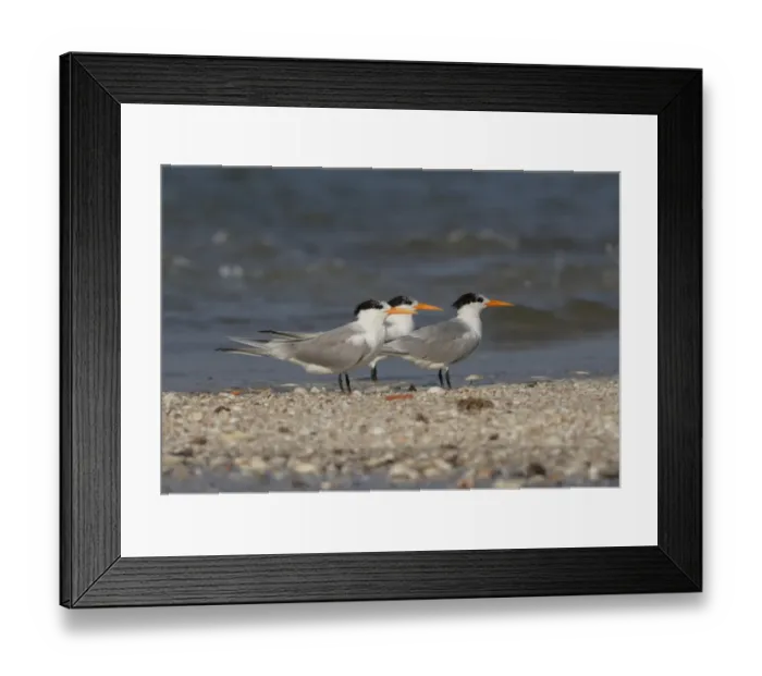 Framed Print : Lesser Crested Tern (Sterna bengalensis) three adults, non-breeding plumage, standing on shingle spit, Thailand, february