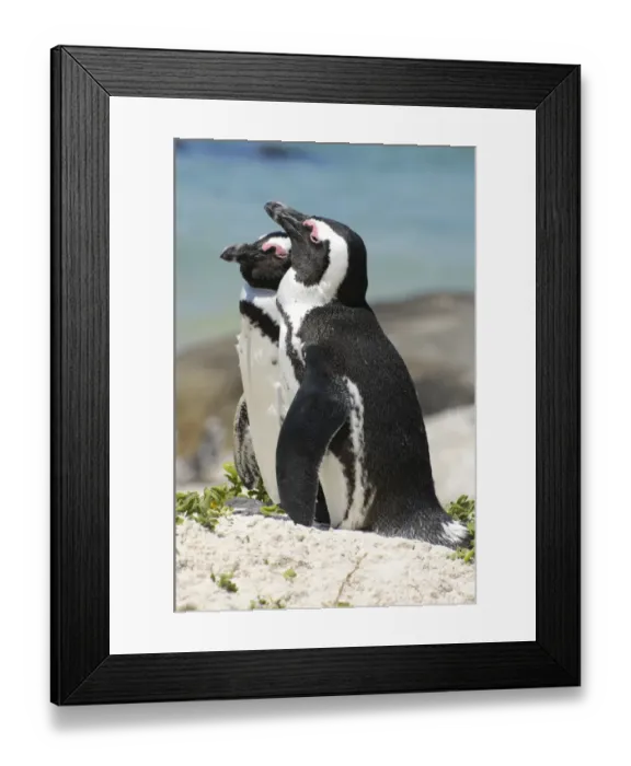 Framed Print : Jackass Penguin (Spheniscus demersus) adult pair, sitting together on sand, Boulders Beach, Simon's Town, Western Cape, South Africa Framed Print : Jackass Penguin (Spheniscus demersus) adult pair, sitting together on sand, Boulders Beach, Simon's Town, Western Cape, South Africa