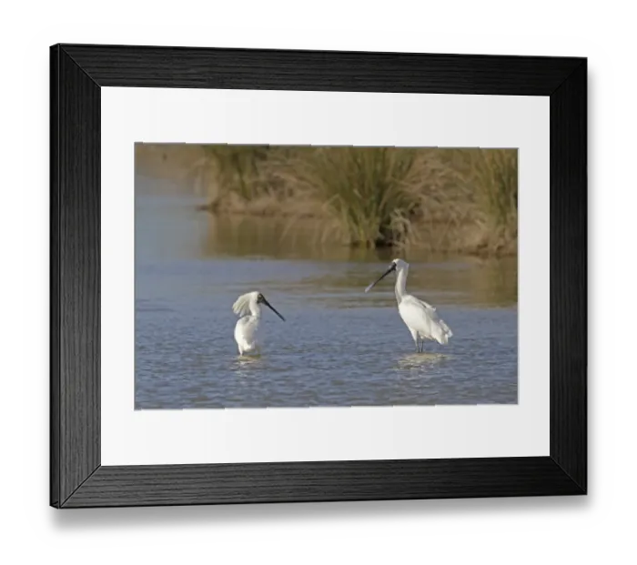 Framed Print : Royal Spoonbill (Platalea regia) two adults, breeding and non-breeding plumage, standing in water, New Zealand, november Framed Print : Royal Spoonbill (Platalea regia) two adults, breeding and non-breeding plumage, standing in water, New Zealand, november