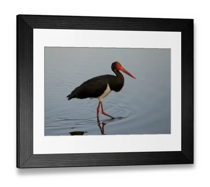 Framed Print : Black Stork (Ciconia nigra) adult, feeding in shallow lagoon, on spring migration, West Lesvos, Greece, march Framed Print : Black Stork (Ciconia nigra) adult, feeding in shallow lagoon, on spring migration, West Lesvos, Greece, march
