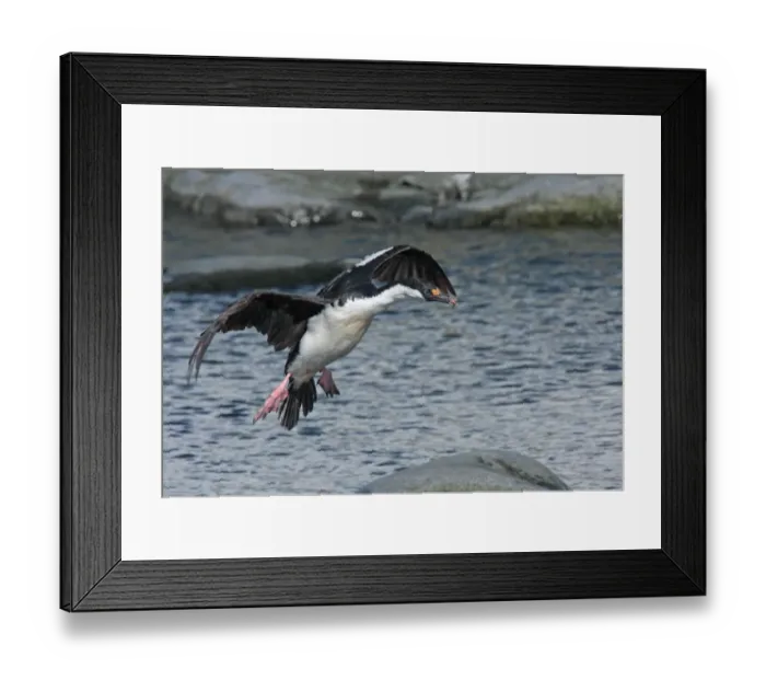 Framed Print : Antarctic Shag (Phalacrocorax bransfieldensis) adult, in flight, landing, Port Lockroy, Antarctic Peninsula, Antarctica, december