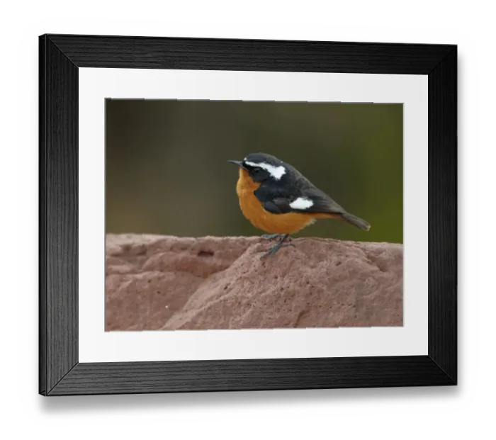 Framed Print : Moussier's Redstart (Phoenicurus moussieri) adult male, standing on rock, Mid Atlas, Morocco, february Framed Print : Moussier's Redstart (Phoenicurus moussieri) adult male, standing on rock, Mid Atlas, Morocco, february